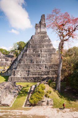Maya piramidi ormanda yürüyen bir adamla, çok uzun kırmızı bir ağaçla