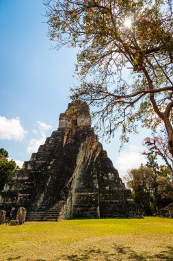 Güneş ışınlı bir ağacın silüeti ve Tikal arkeoloji parkındaki Maya piramidinin arka planı.