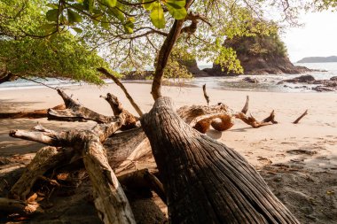 Arka planda kayalar olan tropikal bir plajda gölgede kalmış.