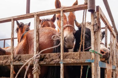 Ekvador 'da bir kamyonda atlar ve inekler