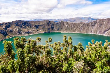 Yeşil suları ve yeşil dalları olan quilotoa volkanı.
