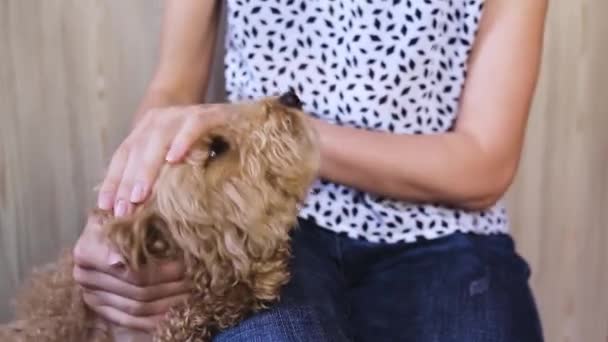 Uma mulher sentada em uma cadeira acariciando um poodle vermelho — Vídeo de Stock