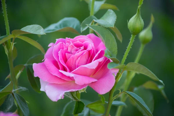 Rosa Rosa Con Brotes Verdes Hojas Fondo — Foto de Stock