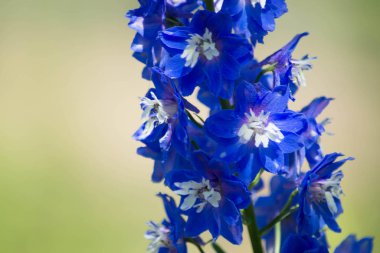 Yeşil arka planda kraliyet mavisi delphinium çiçeğinin resmini kapat 