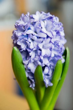 Yeşil yapraklı mor sümbül resmini kapat. 