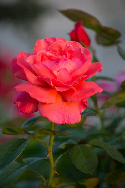 Primer Plano Imagen Flor Rosa Roja Jardín Con Hojas Verdes — Foto de Stock