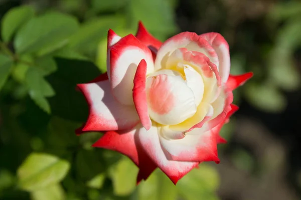 Rosa Blanca Con Bordes Anaranjados Jardín Con Hojas Verdes — Foto de Stock