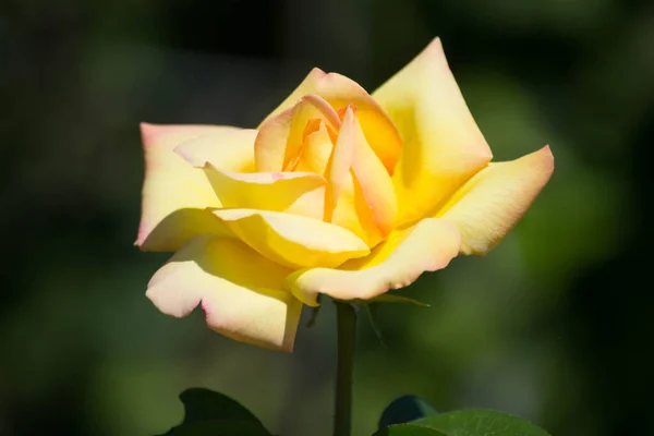 Rosa Flor Amarilla Sobre Fondo Verde — Foto de Stock