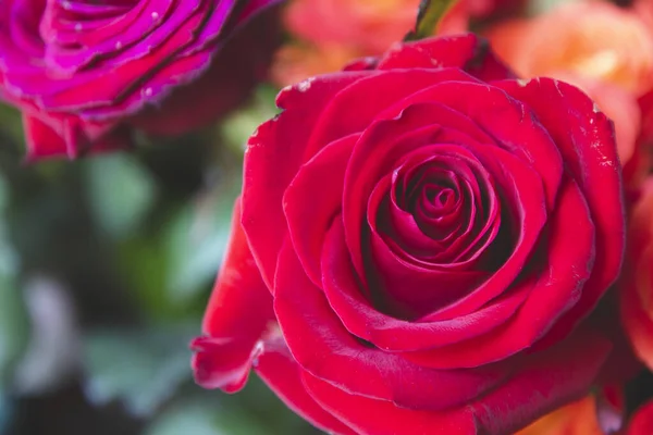 Acerca Imagen Rosa Roja Bouquet Sobre Fondo Verde — Foto de Stock