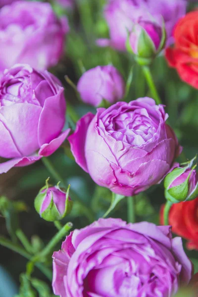 Bouquet Rosas Púrpuras Con Hojas Verdes — Foto de Stock