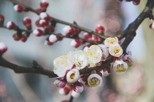 Цвітіння Абрикосових Квітів Саду — стокове фото