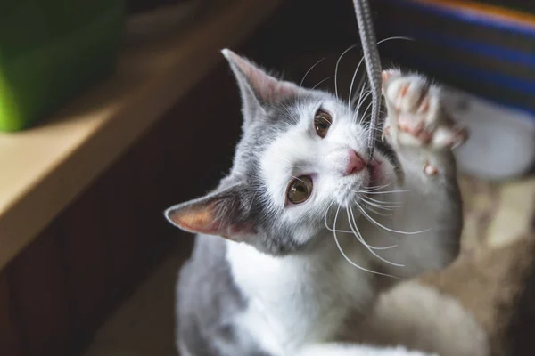 Weiß Graues Kätzchen Spielt Mit Trittfläche — Stockfoto