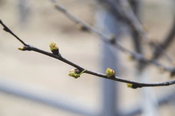 Small buds on the trees in spring time. Everything is blooming in the garden on farm. Branches with buds and leaves. Home environment.