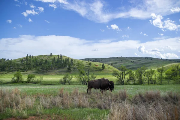 野牛生长在青山蓝天的牧场上 在动物背上的小鸟 美国的国家公园 — 图库照片
