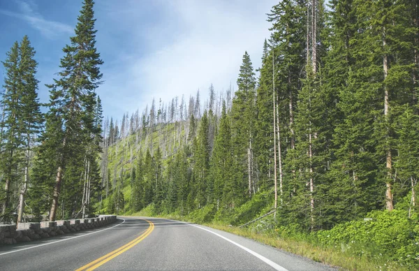 Väg Skogen Yellowstone Nationalpark Gröna Träd Och Gräs Kullarna Med — Stockfoto