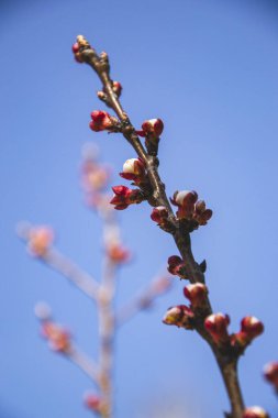 Kayısı tomurcuklu dal. Ağaçtaki çiçeklerin resmini kapat. Bahar geldi ve her şey çiçek açıyor. Arka planda küçük beyaz çiçekli duvar kağıdı.