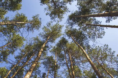 Ormanda çam ağaçları taç takıyor mavi gökyüzü ve yeşil yapraklarla. Resimden temiz hava ve rahatlatıcı atmosfer. Bahar geldi.. 