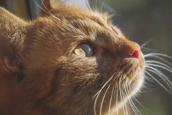 Grüne Augen Einer Roten Katze Nahaufnahme Bild Von Katzenaugen Und — Stockfoto