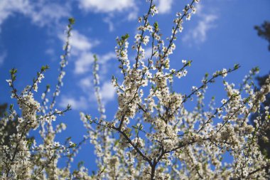 Kayısı ağaçları mavi arka planda çiçek açıyor. Dallarında yeşil yapraklar olan küçük beyaz çiçekler. Tebrik kartı. Bahar mevsimi.