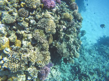 Kızıl Deniz 'deki mercan kayalıkları. Mısır 'da sualtı yaşamı. Mavi denizde küçük balıklar ve mercanlar. Tatilden kalan hafıza kartı. Su altı güzelliğinin yakın çekimleri.