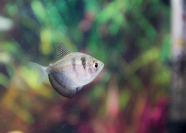 Akvaryumdaki küçük beyaz siyah balığın yeşil arka plandaki resmini kapat. Vahşi hayvanlarla su altında yaşam. Marco, tropikal balıkların fotoğrafçılığını yapıyor. Okyanusta küçük bir yaşam süren duvar kağıdı gibi.. 