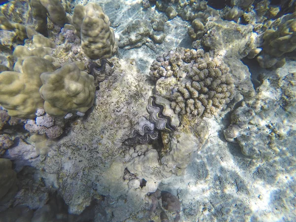 红海的珊瑚礁 埃及的水下生活 蓝海中的小鱼和珊瑚 度假时的记忆卡近照水下美景 — 图库照片