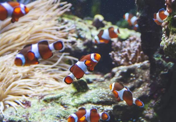 Clown fishes in aquarium with corals on the back. Small anemone fish with white straps and neon orange colors. Memory card from vacation. Close up picture of underwater life.