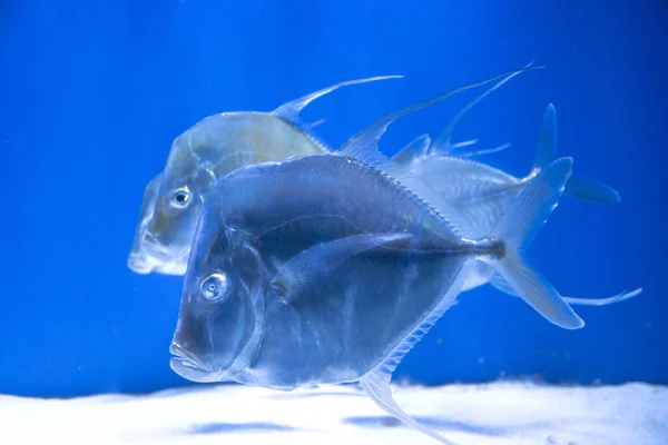 Two big fish in aquarium. Blue background as imitation of sea. Close up picture of underwater life. Pearl fish with big eyes.
