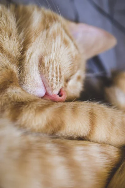 고양이 여인숙 수염을 클로즈업하 고양이는 침대에서 고양이는 색조의 가지고 스러운 — 스톡 사진