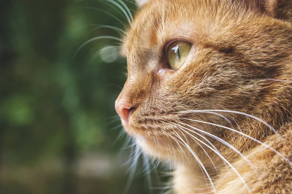 Porträt Einer Roten Katze Mit Grün Braunen Augen Haustiere Familie — Stockfoto