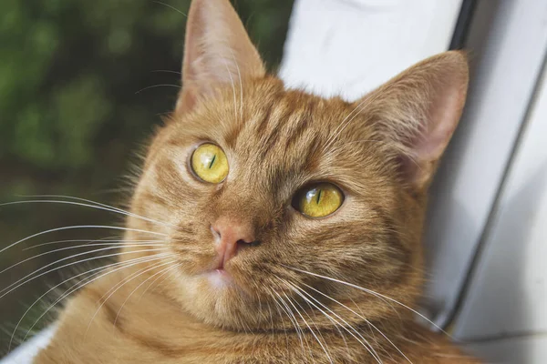 Portrait Red Cat Green Brown Eyes Domestic Animals Family Young — Stock Photo, Image