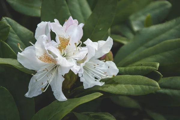 Flor Blanca Azalea Con Pequeños Brotes Jardín Con Hojas Verdes — Foto de Stock