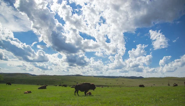 Grüne Wiese Mit Bisonherden Mit Wolkenlosem Blauen Himmel Custer Nationalpark — Stockfoto
