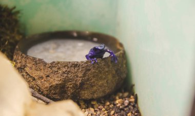 Close up picture of small purple poison frog in reptile garden staying in pool of water, nature concept in aquarium with light background. Exotic tree frog isolated in the imitation of forest.  clipart