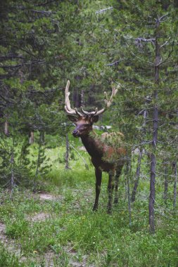Yellowstone Ulusal Parkı 'nda ağaçların arasında dikilen yeşil ormandaki kahverengi geyik resmi. Vahşi hayvan ve yeşil çam ağaçları ile doğa konsepti.