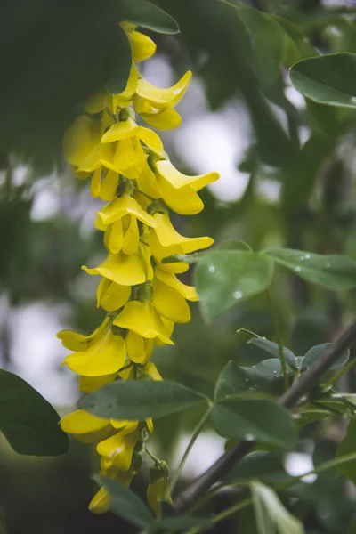 Close up picture of yellow acacia flowers which located on the bush with green natural background of freshness in spring summer period, as natural concept of wallpaper and beauty near us with blossom