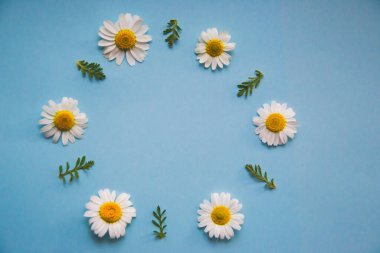 Açık mavi arkaplan, yeşil yapraklı küçük papatya çerçevesi, açık mavi arkaplan üzerinde kart kavramı elde etmek için ortadaki metin için kopya alanı ile yuvarlak çerçeveli küçük papatyaların resmini kapat 