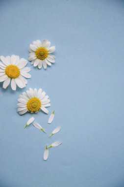 Açık mavi arka planda küçük papatya çayı, yanında taç yaprakları ve ortasında da küçük sarı çiçek duvar kâğıdı, fotokopi alanı düz konsept içinde tebrik kartı tasarımı üzerine