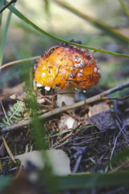 Ormanda turuncu kırmızı sinek agariğinin resmini yeşil çimen ve sonbahar kahverengi yapraklar arasında zehir detayı olarak parlak mantar kafası renginde duvar kağıdı olarak yakın çekim yapın. 
