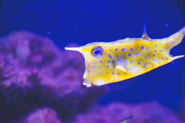 Close up picture of yellow box fish with blue dots on dark blue background in aquarium as natural underwater background with wild life concept in tropical counties in reef area as wallpaper  clipart