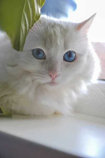 Close Picture Angora Cat Bright Blue Eyes Laying White Background — Stock Photo, Image