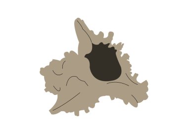 Seashell vektör karikatür çizgi sanat siluet çizimi