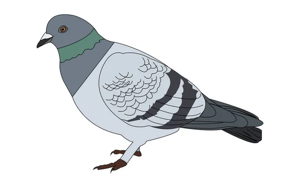 Illustration Dessin Animé Pigeon — Image vectorielle