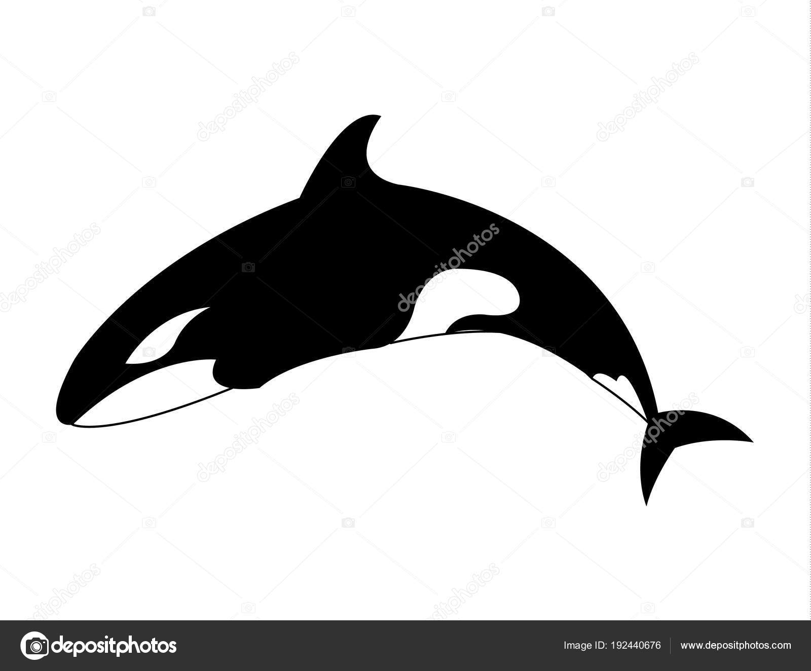 Featured image of post Killer Whale Cartoon Picture Choose from 30 killer whale graphic resources and download in the form of png eps ai or psd