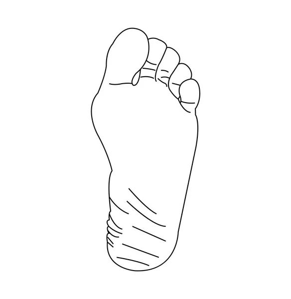 Human Foot Line Art — Stock Vector