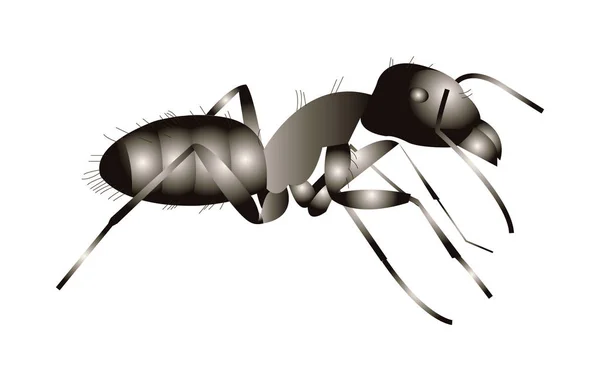 Vector Illustration Black Ant — Stock Vector