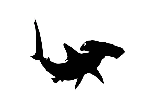 Tubarão Martelo Branco —  Vetores de Stock