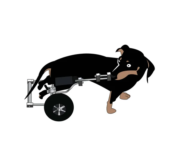 Tekerlekli Sandalyedeki Köpek — Stok Vektör