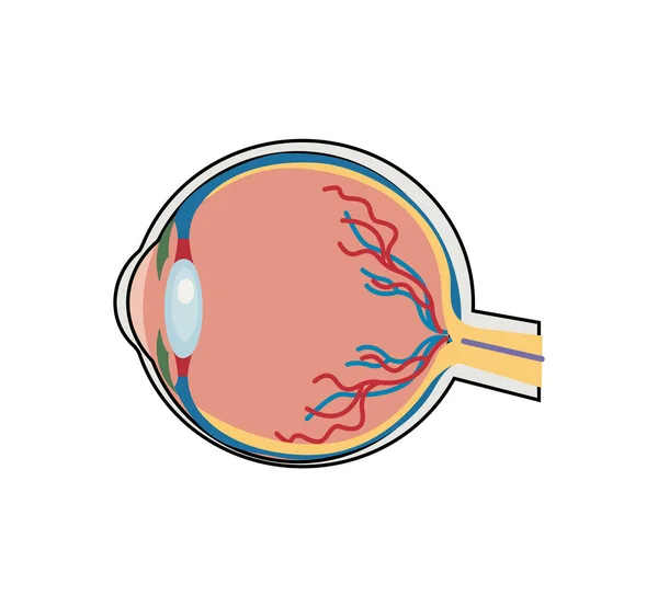 Ojo Humano Blanco — Vector de stock