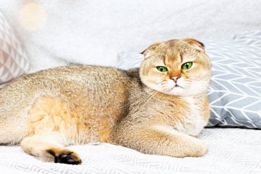 İskoç kıvırcık kızıl saçlı kayısı işaretli kedi yastıklarla çevrili gri bir yatak örtüsünün üzerinde yatıyor. Skandal tarzında kedisi olan rahat bir ev. Evcil hayvanlarla döşenmiş güzel bir ev..,